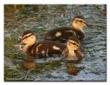 Canard colvert - Mallard