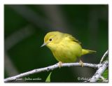 Paruline jaune - Yellow warbler