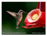 Colibri  gorge rubis - Ruby throated hummingbird