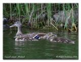 Canard colvert - Mallard