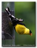 Chardonneret jaune <br/> American goldfinch