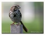 Bruant chanteur - Song sparrow
