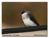 Hirondelle bicolore - Tree swallow