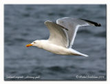 Goland  bec cercl - Ring billed gull