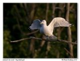 Goland  bec cercl <br/> Ring billed gull