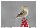 Chardonneret jaune <br/> American goldfinch