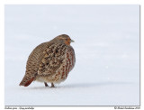 Perdrix grise <br> Gray partridge