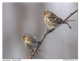 Sizerin flamm <br/> Common redpoll