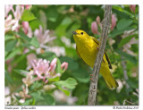 Paruline jaune <br/> Yellow warbler
