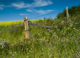 Gateway into Canola Fields