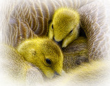 Happy And Warm