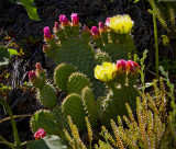 Wild Cactus in Central Alberta