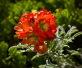 Its a Scarlet Mallow (Sphaeralcea coccinea)