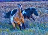Native Ponies