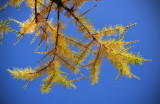 The Tamarac Tree in Fall Colors