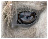 Horsess View