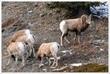Rocky Mountain Big Horn Sheep