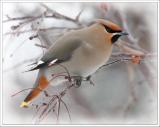 Bohemiam Waxwing Collection   9 outstanding photo's
