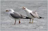 Seagulls