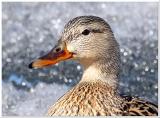 Mallard Female