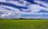 Canola Fields..July.06