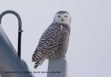 snowyowl4.jpg