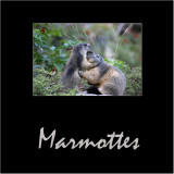 Marmottes / Marmots