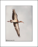 Juvenile White Ibis  _MG_0627--Small.jpg