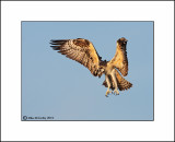 Osprey  _MG_0039--Small.jpg