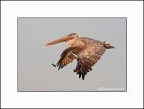 Brown Pelican   _MG_2548-Small.jpg