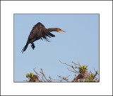 Cormorant    _MG_3621--Small.jpg