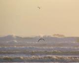 gulls over the waves