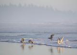 sea gulls running back from wash