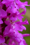 IMG_9758.jpg