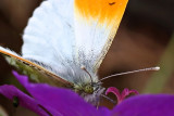 IMG_0029_crop.jpg