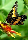 Butterfly 5-2007.jpg