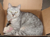 10-15-08 Cat in a Box 2.jpg