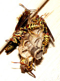 Paper Wasp Nest 11-27-08.jpg