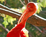 12-29-08Zoo847Z6.jpg