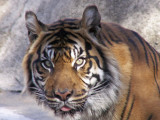 12-29-08Zoo891Z6.jpg