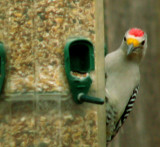 1-26-09Z6Golden-Fronted Woodpecker 1.jpg