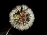 3-16-09Z6 Dandelion 2.jpg