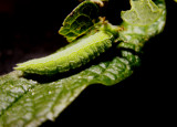6-14-2010 Caterpillar 4.jpg