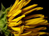 6-14-2010 Sunflower Decline 7.jpg