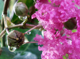 6-17-2010 Crepe Myrtle After Rain.jpg