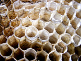 10-7-2010 Paper Wasp Nest 2.jpg