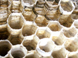 10-7-2010 Paper Wasp Nest 3.jpg