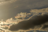 11-9-2010 Plane Amid Iridescent Clouds.jpg