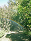 11-5-2010 Garden Rainbow.jpg