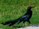 8-23-05 Male Grackle.